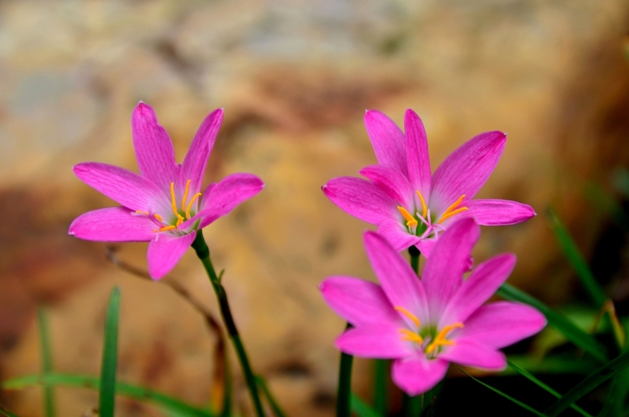 【水仙花语:思念与团圆摄影图片】生态摄影