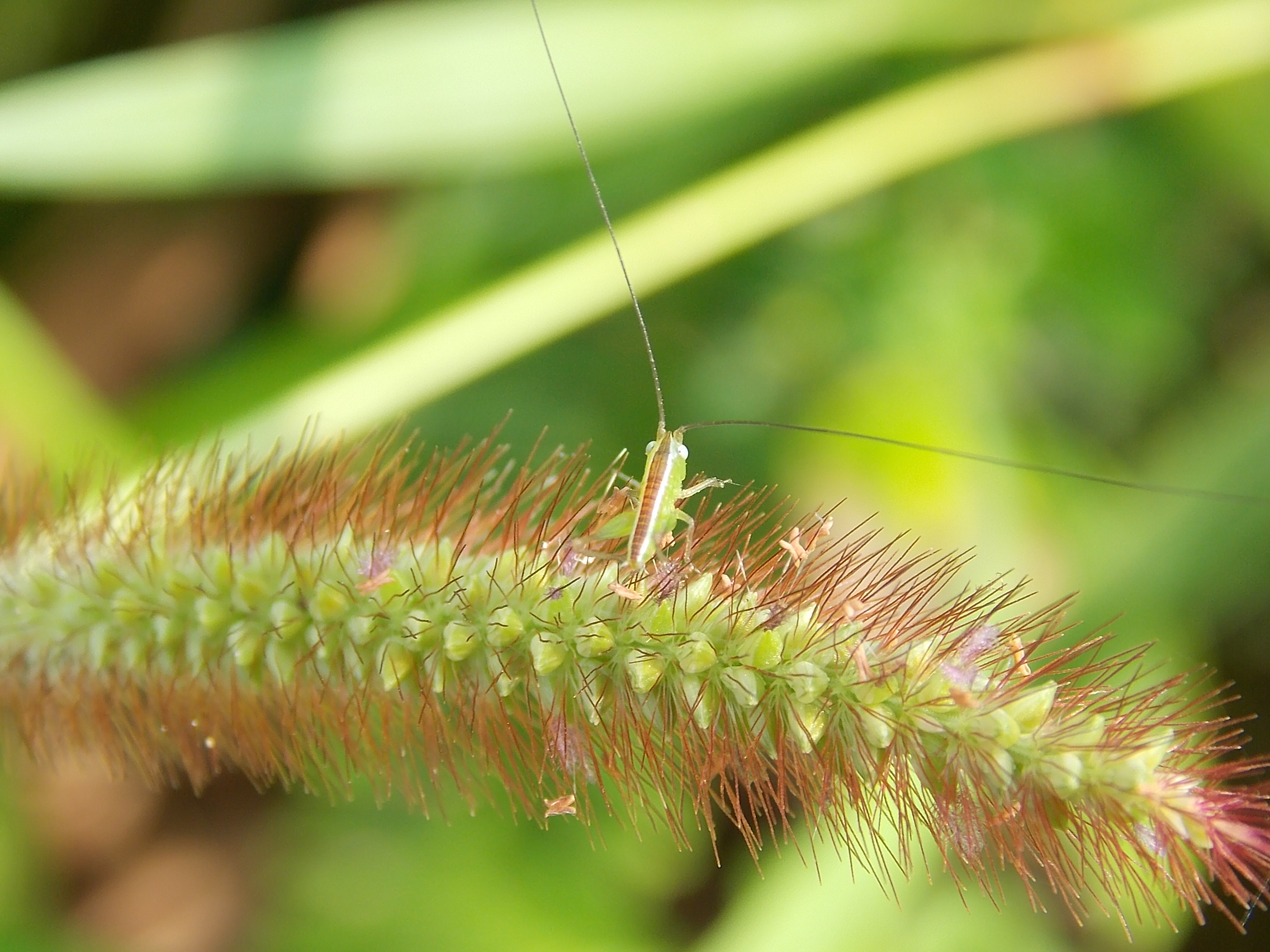 狗尾草上的小虫虫