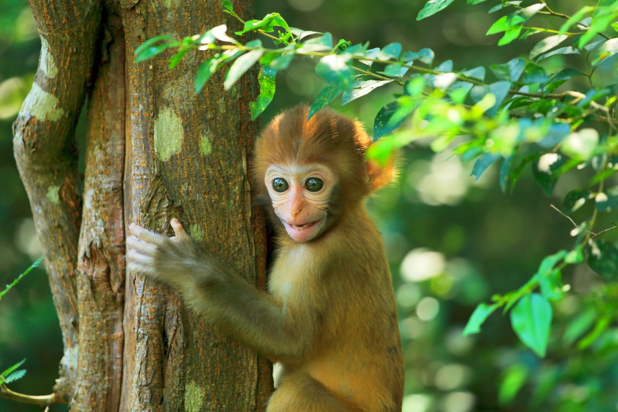 【花果山小猴子摄影图片】生态摄影