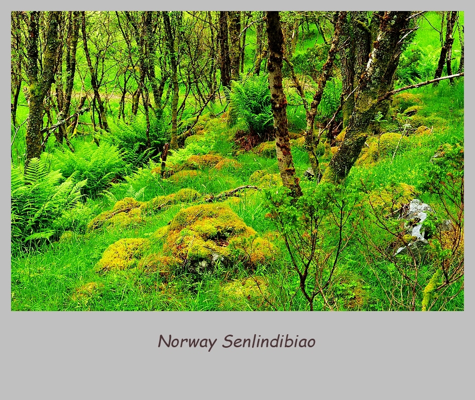 挪威夏日随拍(七)——森林地表 森林中的童话故事 虞美人