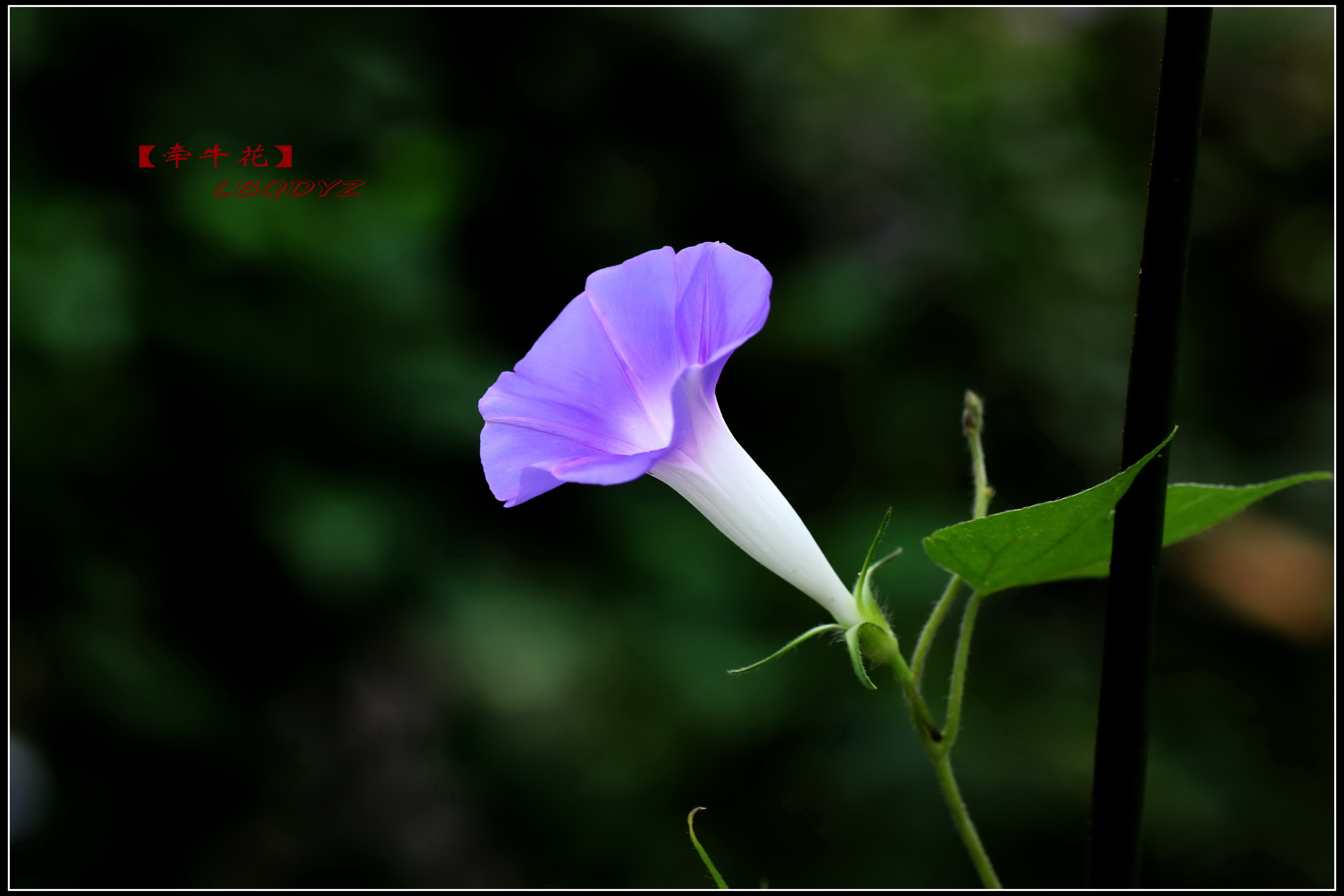 还是那些牵牛花