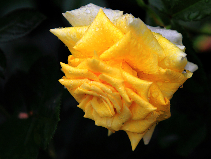 雨后的黄玫瑰