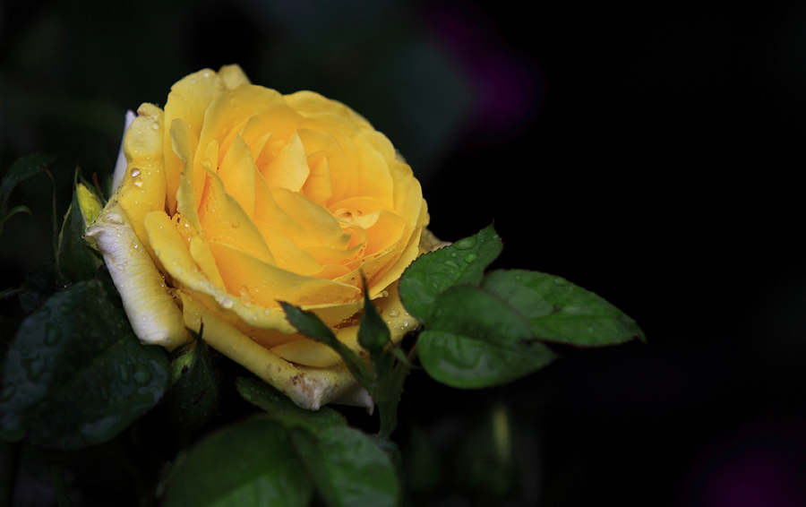 雨后的黄玫瑰