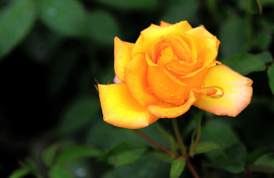 【雨后的黄玫瑰摄影图片】生态摄影