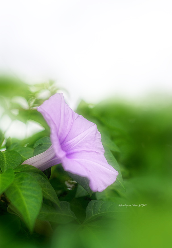 【ps】一组淡雅朦胧的牵牛花