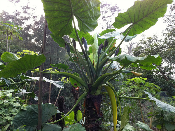 【海南海口火山口公园摄影图片】风光旅游摄影