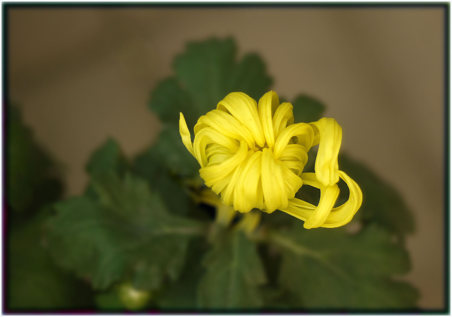 国庆献礼狮子头菊花