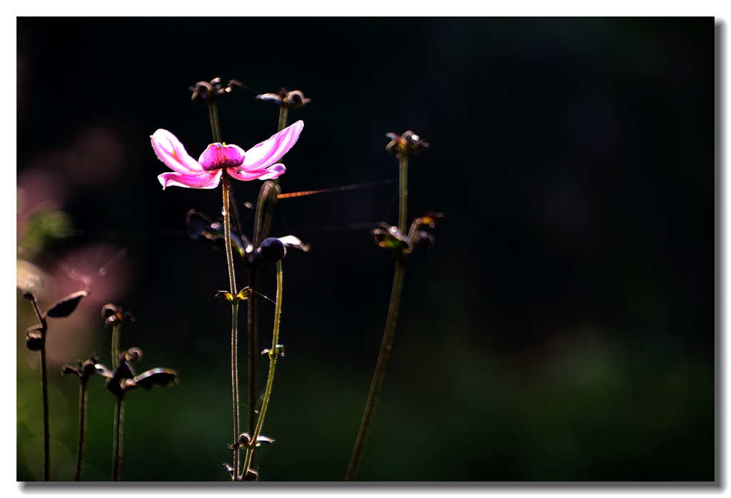 小小秋花