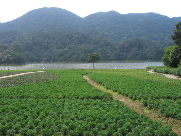 【从化石门国家森林公园(广东红叶最佳的观赏