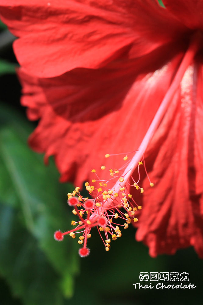 扶桑花