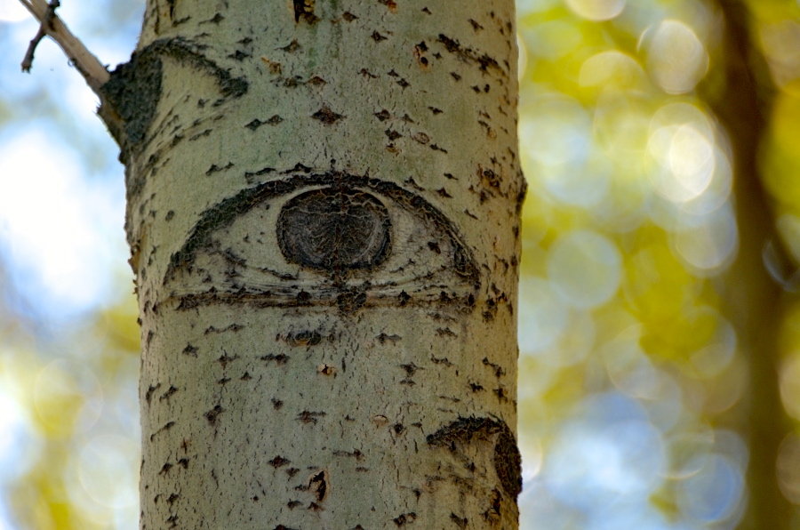 【白杨树那深邃的眼神摄影图片】生态摄影