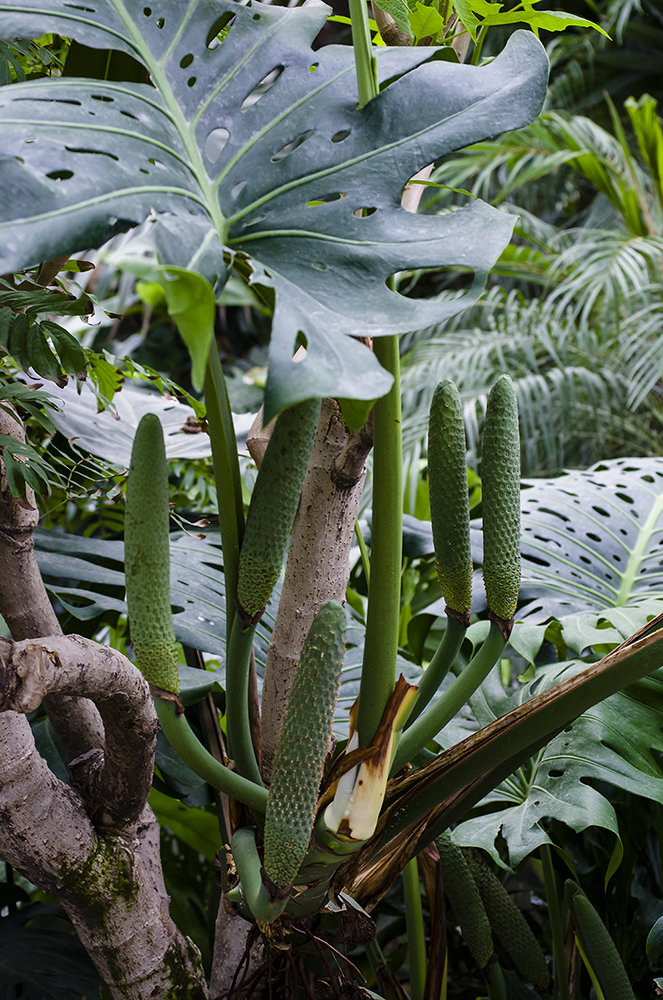 辰山植物园—热带植物(下)