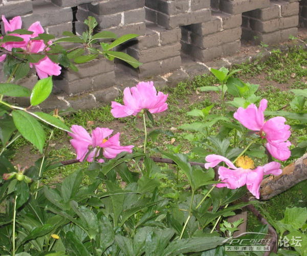 【五月节雨中自驾游佛教圣地--辽宁千山国家旅