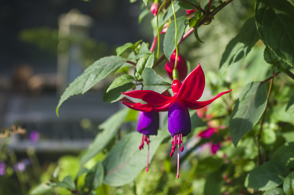 辰山植物园——珍奇植物