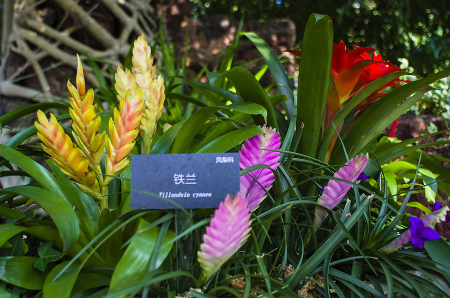 【辰山植物园--珍奇植物摄影图片】生态摄影