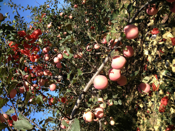 【独家分享苹果园--陕西白水乡行摄影图片】风