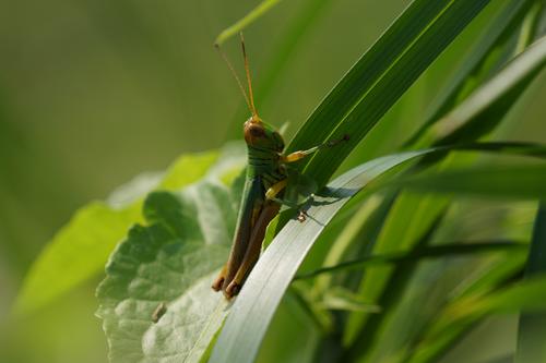 小蚱蜢,树中树