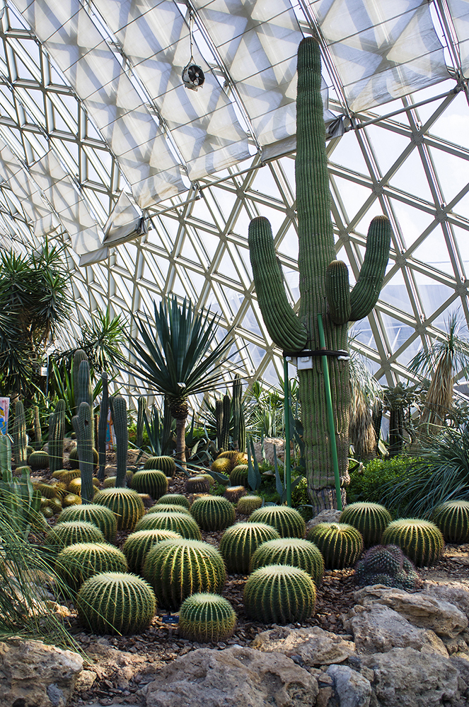 辰山植物园——沙生植物(上)