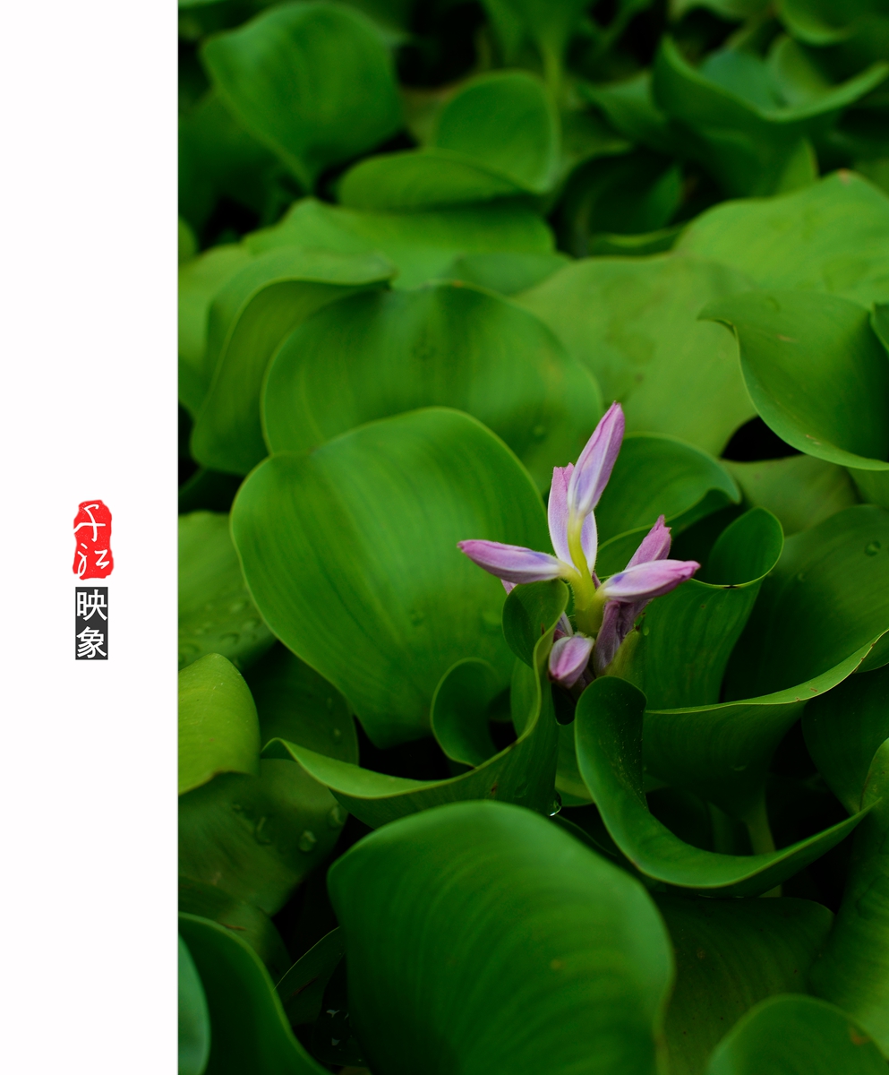 褒贬难说的水葫芦