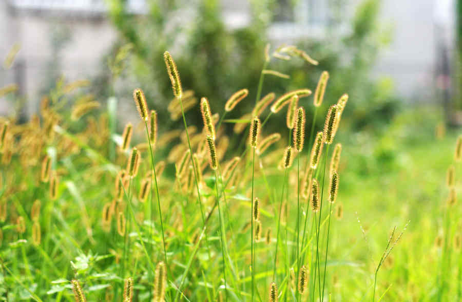 阳光下的毛毛草