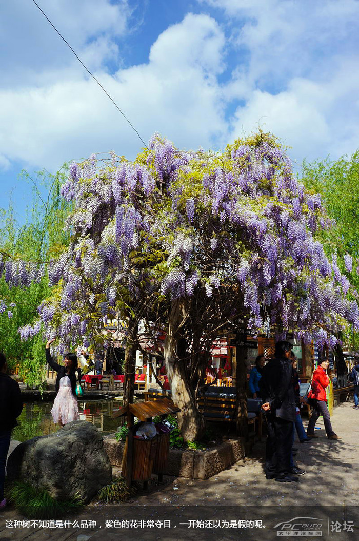 【烟花三月下丽江 三天体验云南丽江慢生活摄