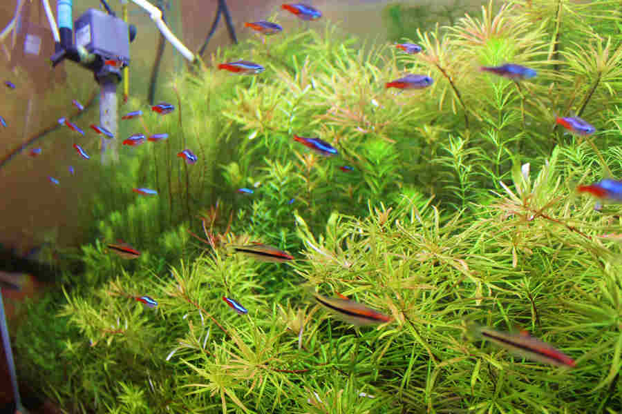 【600D随拍自家草缸。素材致胜,秒杀专业设备