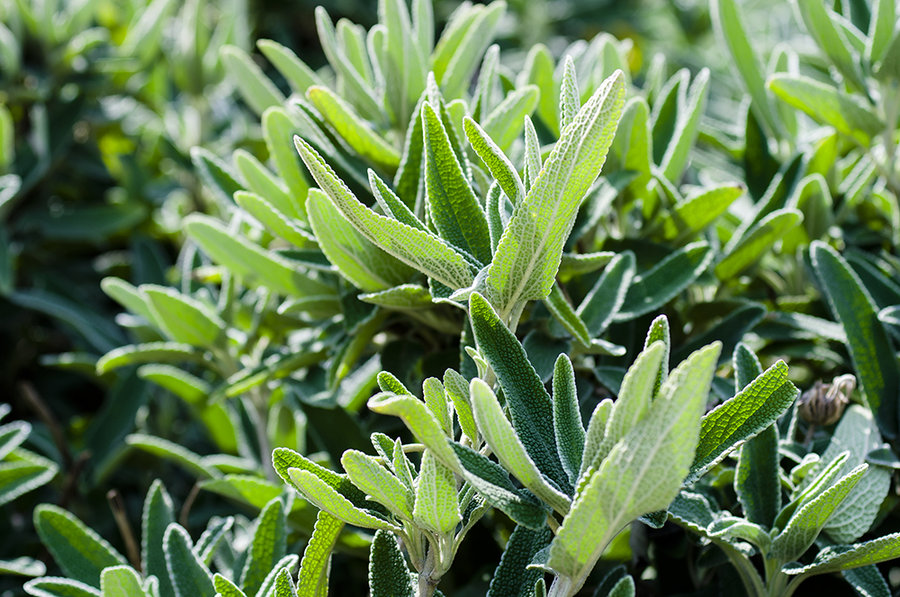 辰山植物园——旱生植物