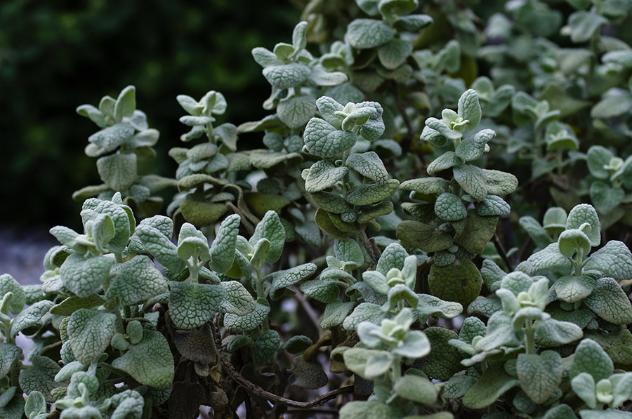 辰山植物园——旱生植物