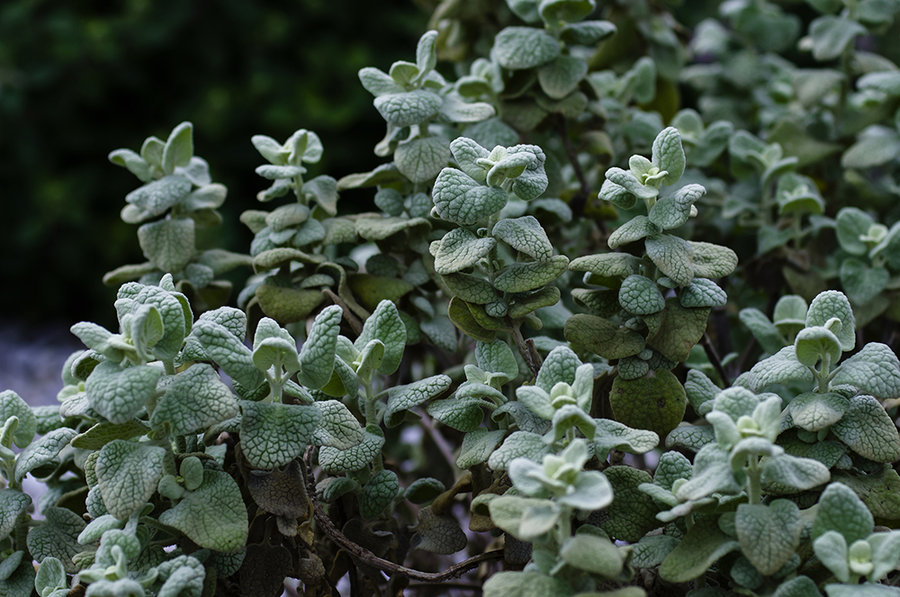 辰山植物园旱生植物