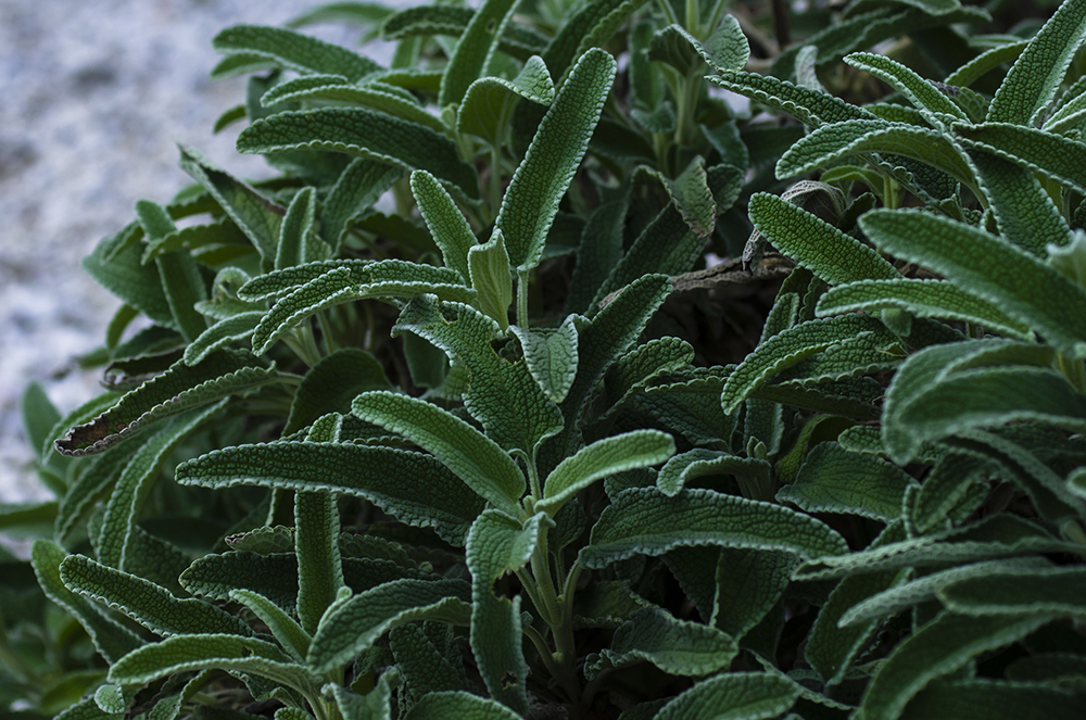 辰山植物园——旱生植物