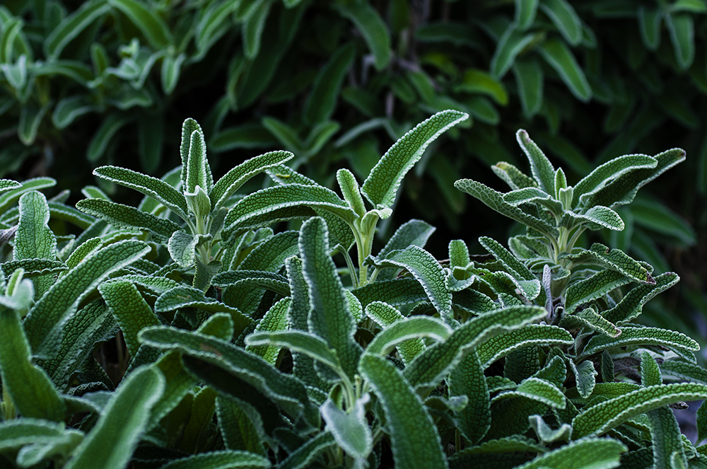 辰山植物园旱生植物