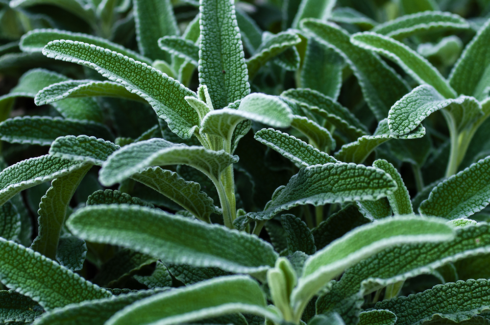 辰山植物园——旱生植物