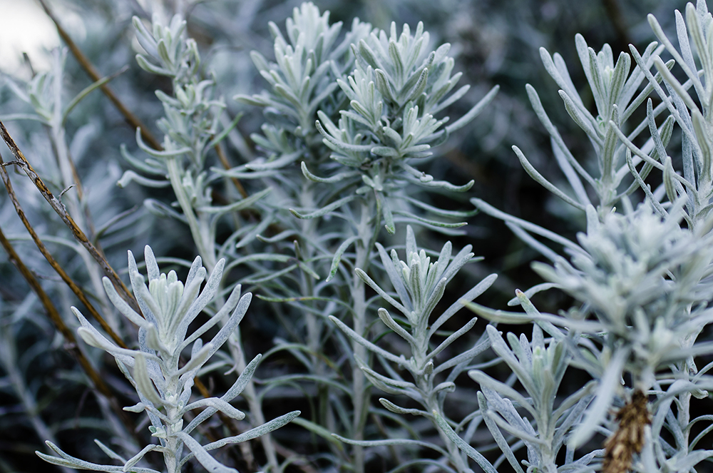 辰山植物园——旱生植物