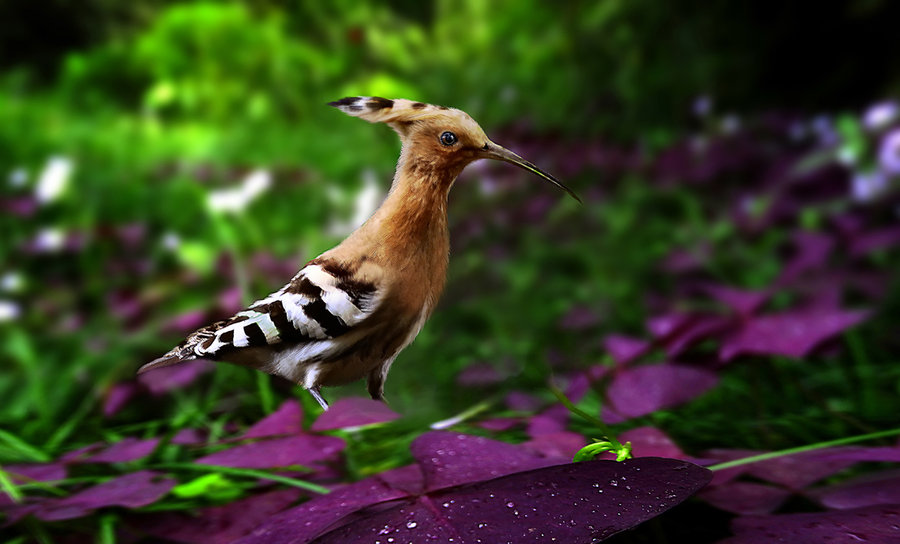 【啄木鸟摄影图片】生态摄影_太平洋电脑网摄影部落
