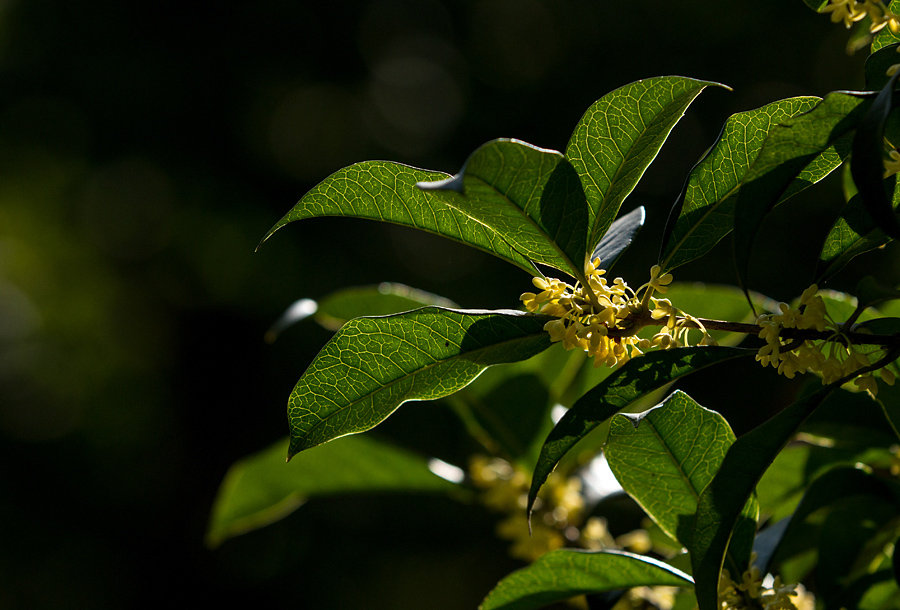 背景 壁纸 花 绿色 绿叶 树叶 植物 桌面 900_610图片