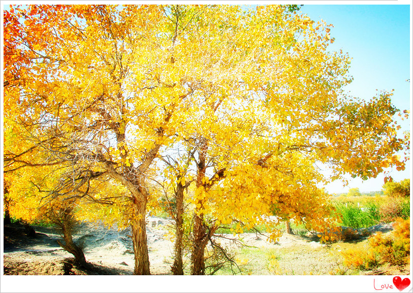 【新疆艾比湖边的胡杨树摄影图片】风光旅游摄