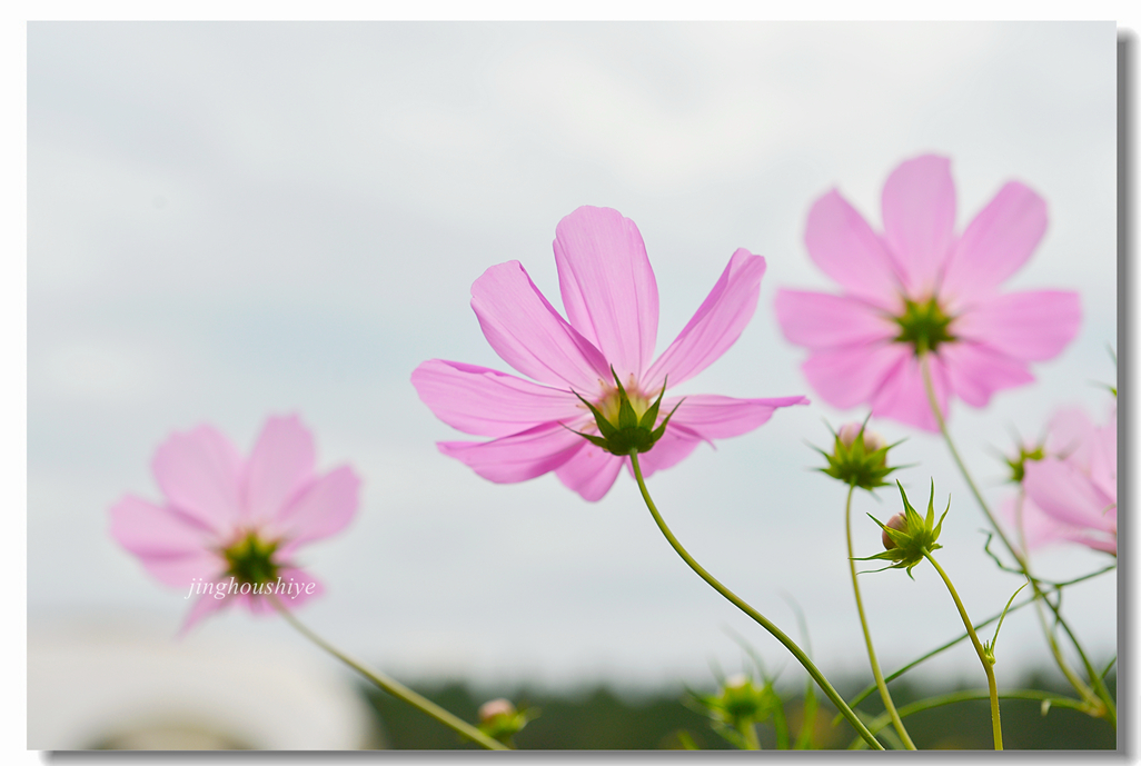 格桑花·3