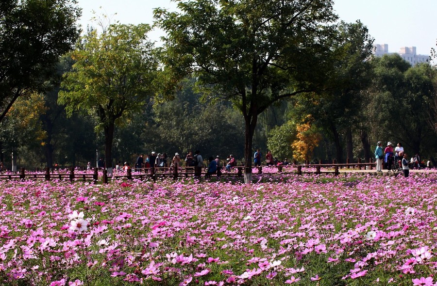 北京奥森公园的花海