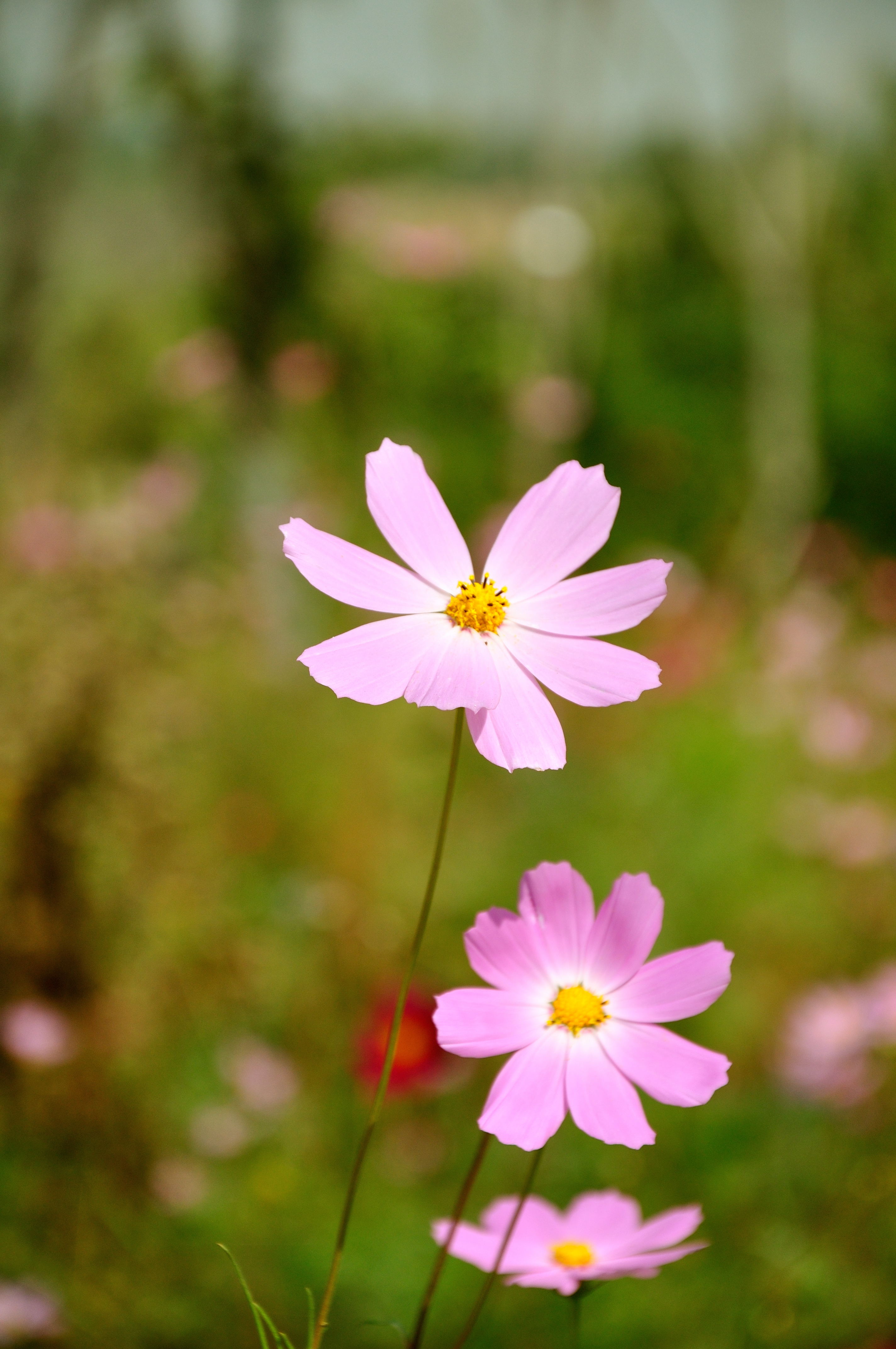 一组小花