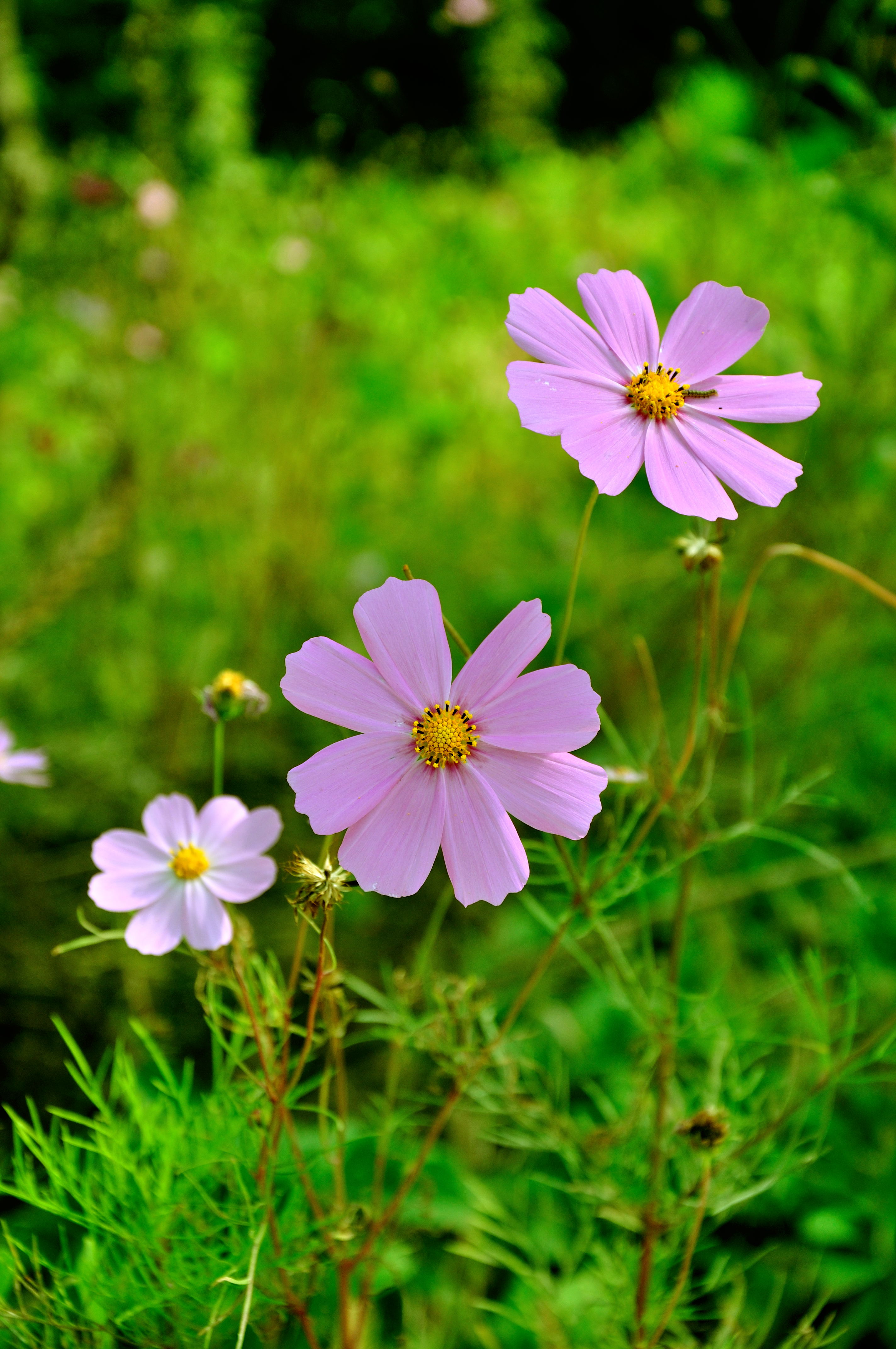 一组小花