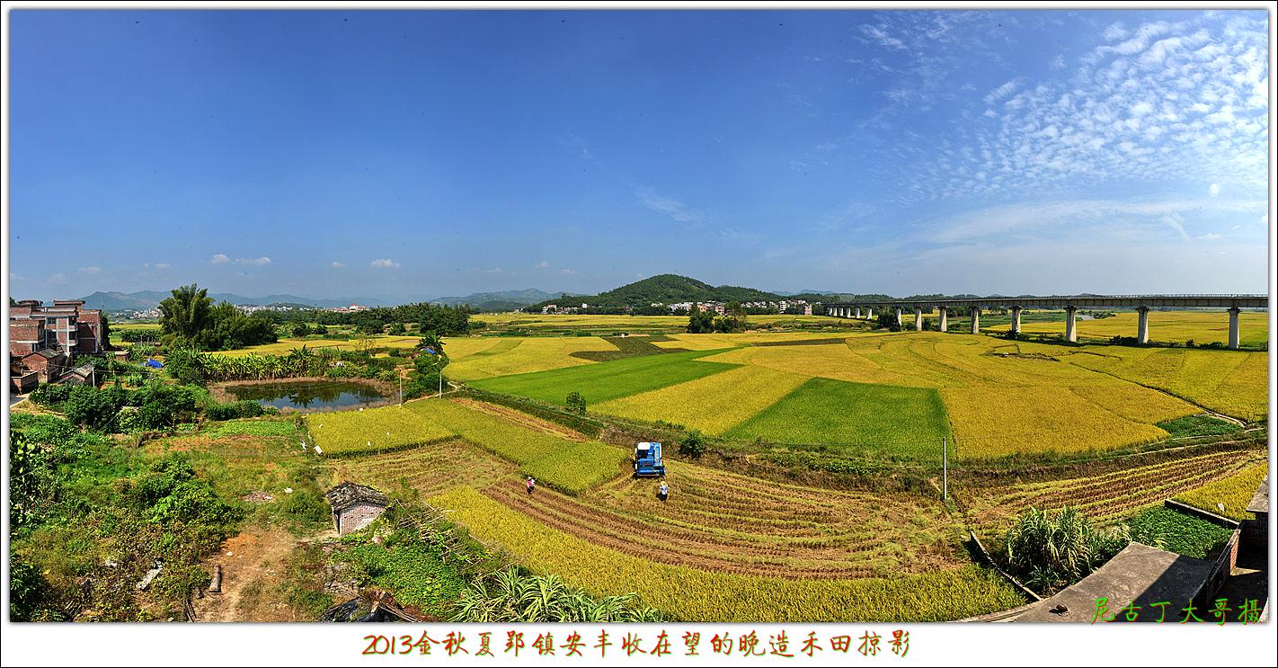2013金秋夏郢镇安丰收在望的晚造禾田掠影