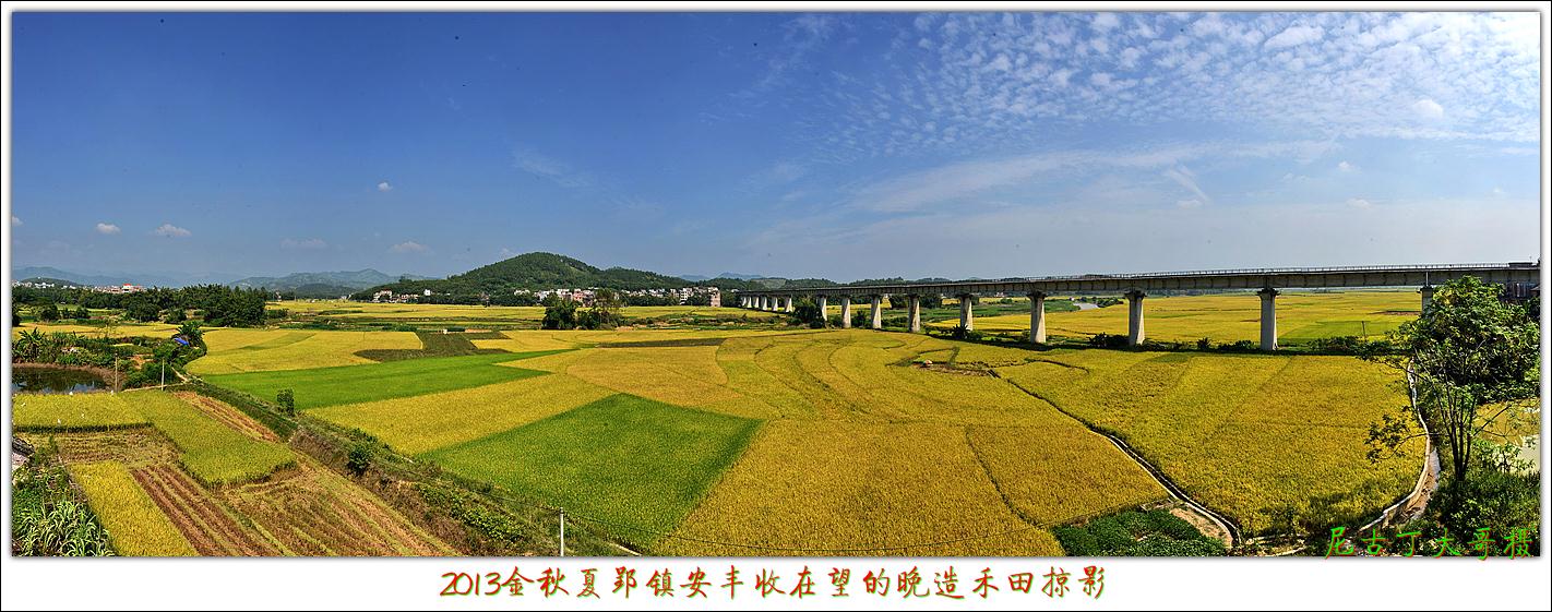 2013金秋夏郢镇安丰收在望的晚造禾田掠影