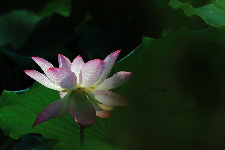 【为数不多(2013-10-17)摄影图片】生态摄影