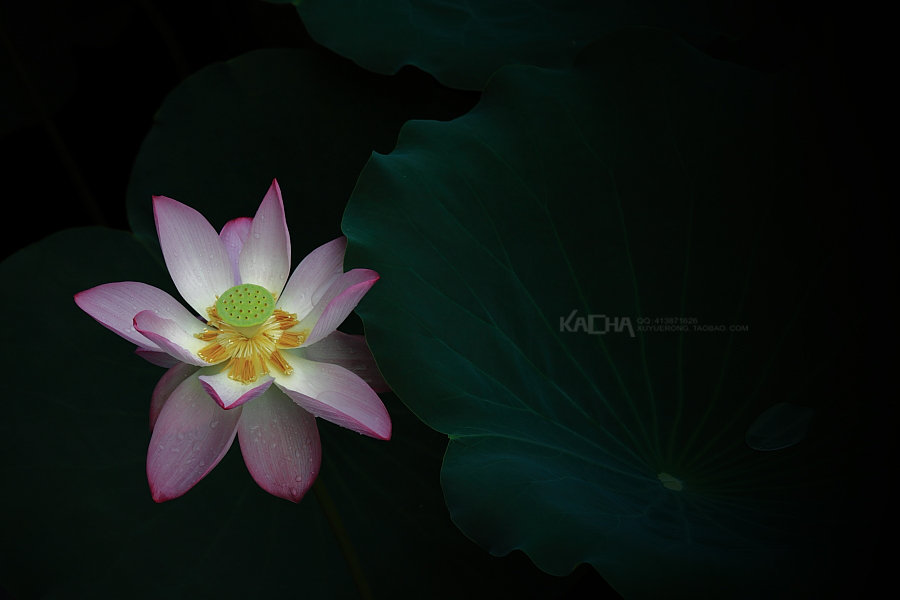 【为数不多(2013-10-17)摄影图片】生态摄影_