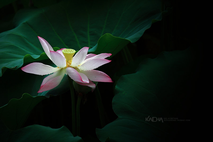 【为数不多(2013-10-17)摄影图片】生态摄影_