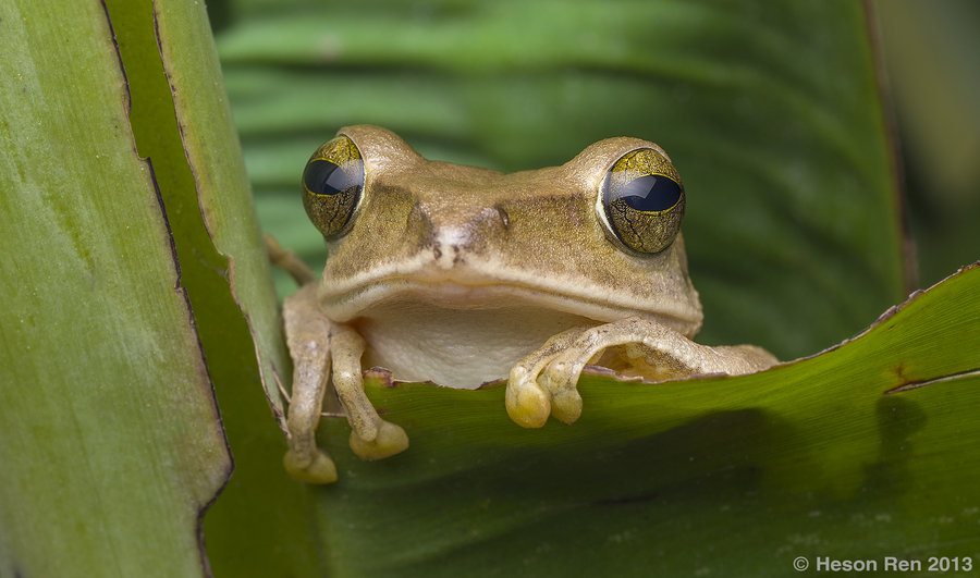 【丛林小精灵 树蛙摄影图片】生态摄影_太平洋电脑网摄影部落