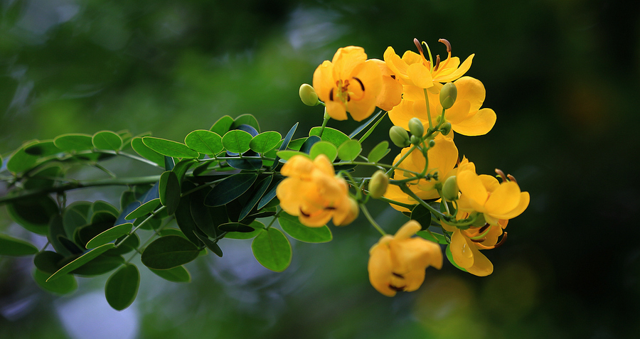 不是春光,胜似春光(黄槐花)