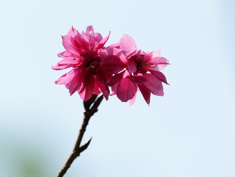 秋天的小樱花