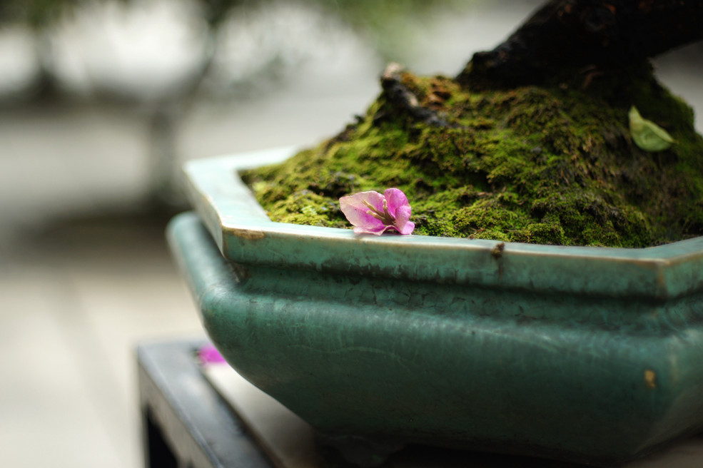 最近拍的,有些有修图。_索尼NEX微单论坛