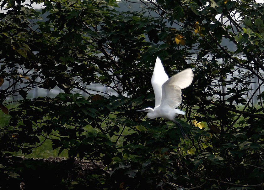 【多姿多态鹭鸟摄影图片】生态摄影